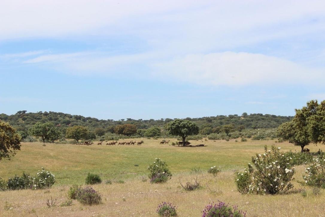 فيلا Monte Vale Mosteiro Rosmaninhal  المظهر الخارجي الصورة