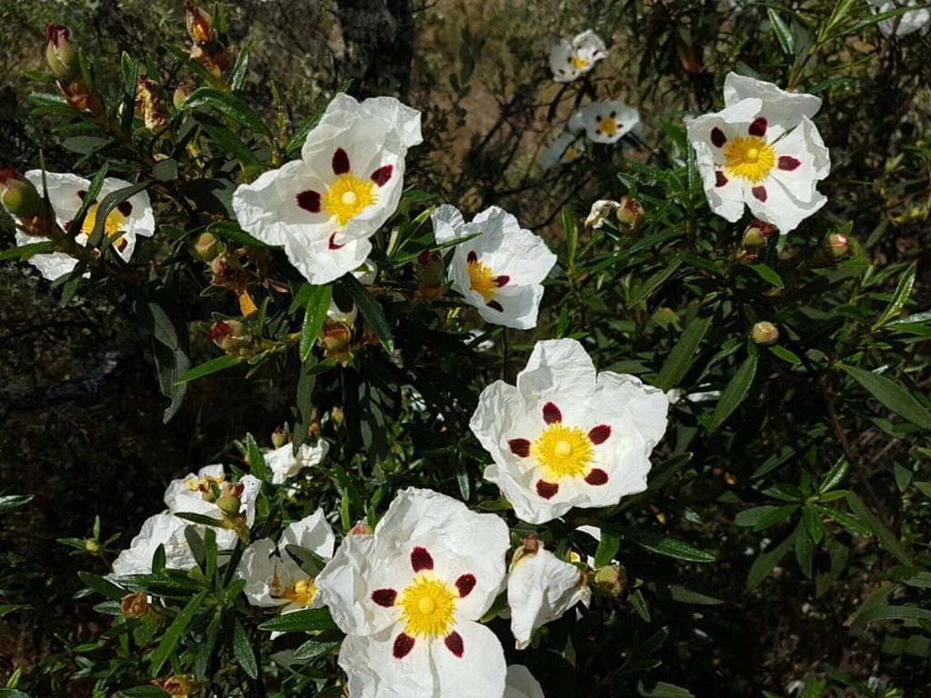 فيلا Monte Vale Mosteiro Rosmaninhal  المظهر الخارجي الصورة